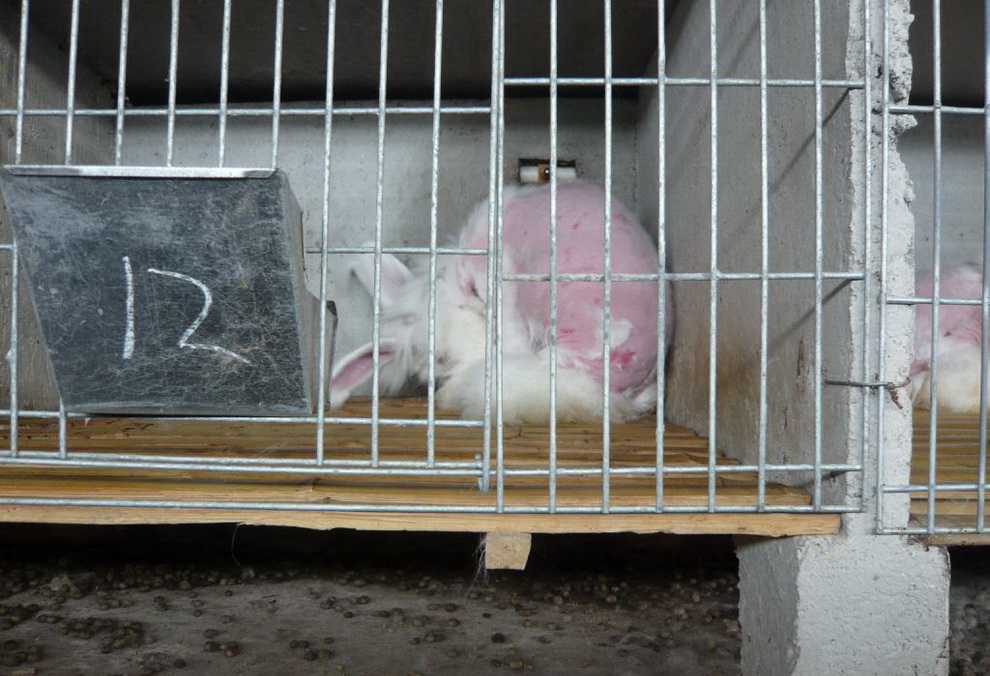 Шокирующая правда об ангорской шерсти: кролики корчатся от боли, пока с них сдирают мех 