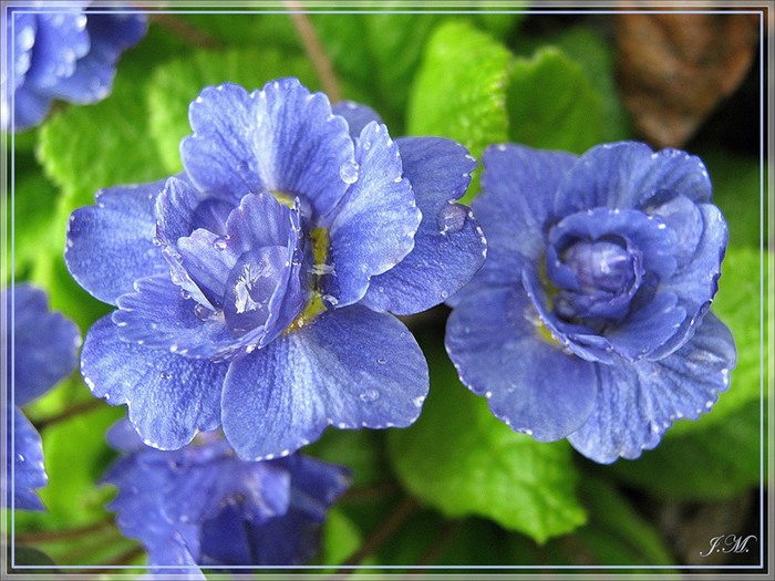 Синие цветы в каплях дождя 98262416_large_0_33554_20adeac2_XL (700x525, 111Kb)
