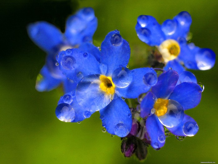 Синие цветы в каплях дождя kapli_4_1600 (700x525, 69Kb)