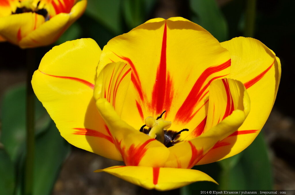 Тюльпаны Никитского сада. Фотоопределитель DSC_9862.JPG