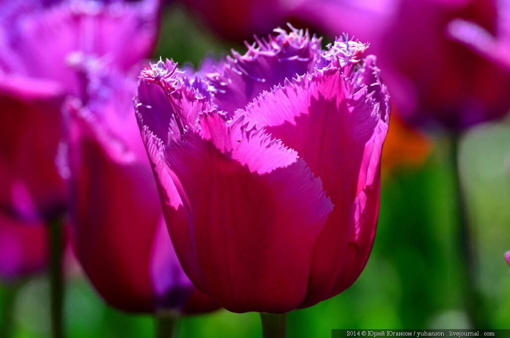 Тюльпаны Никитского сада. Фотоопределитель DSC_0210.JPG