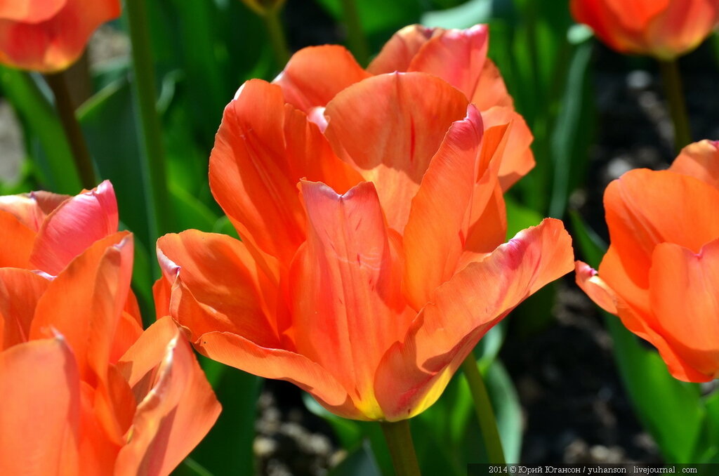 Тюльпаны Никитского сада. Фотоопределитель DSC_0420.JPG