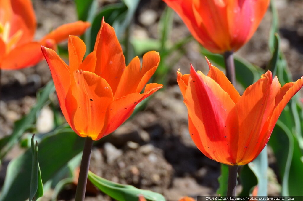 Тюльпаны Никитского сада. Фотоопределитель DSC_0131.JPG