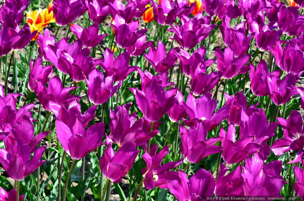Тюльпаны Никитского сада. Фотоопределитель DSC_0099.JPG