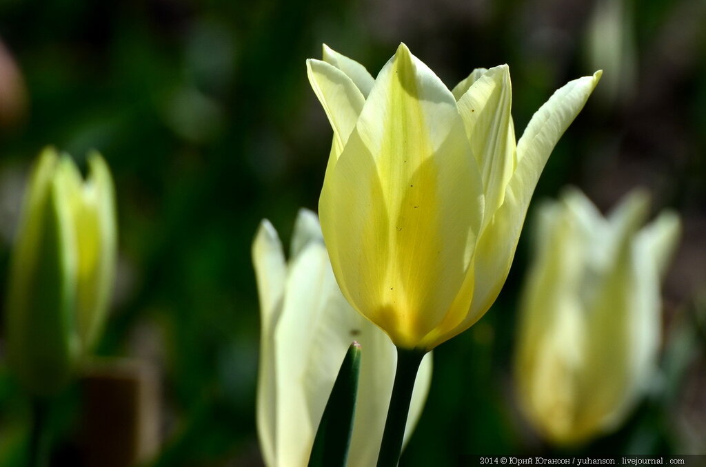 Тюльпаны Никитского сада. Фотоопределитель DSC_9899.JPG