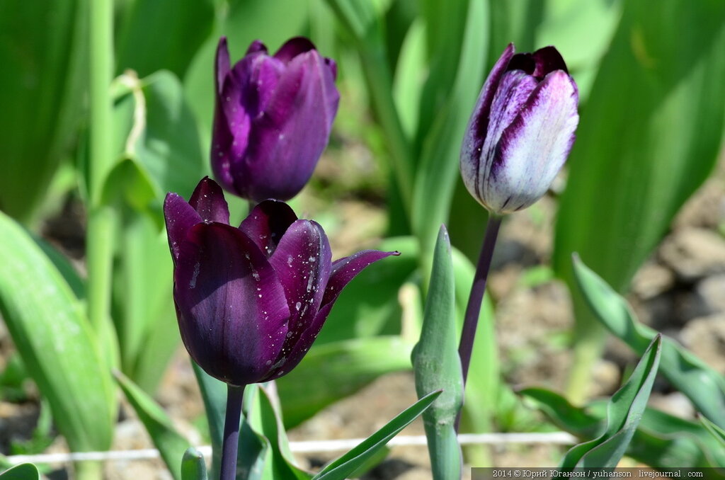 Тюльпаны Никитского сада. Фотоопределитель DSC_0004.JPG