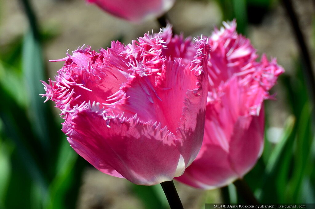 Тюльпаны Никитского сада. Фотоопределитель DSC_0405.JPG