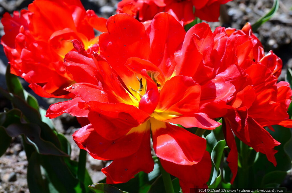 Тюльпаны Никитского сада. Фотоопределитель DSC_0286.JPG