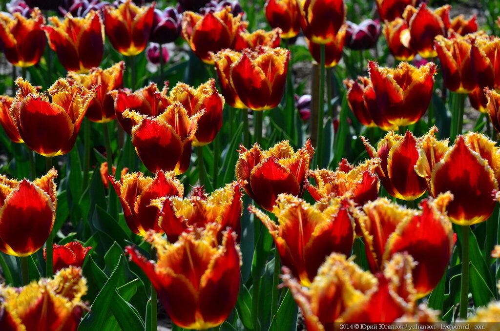 Тюльпаны Никитского сада. Фотоопределитель DSC_0021.JPG