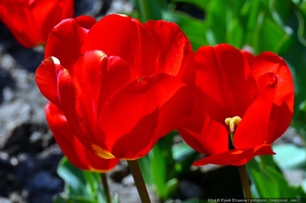 Тюльпаны Никитского сада. Фотоопределитель DSC_0378.JPG