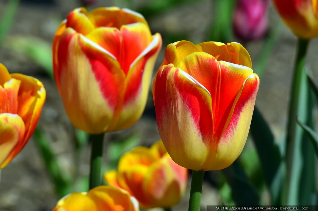 Тюльпаны Никитского сада. Фотоопределитель DSC_0280.jpg