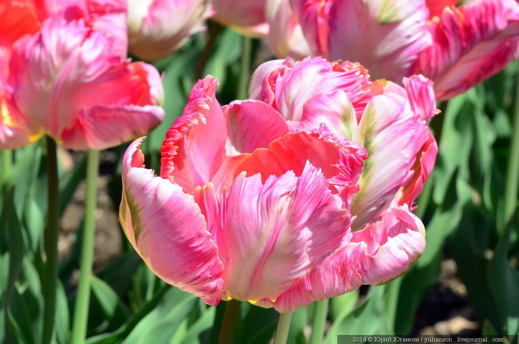 Тюльпаны Никитского сада. Фотоопределитель DSC_0392.JPG