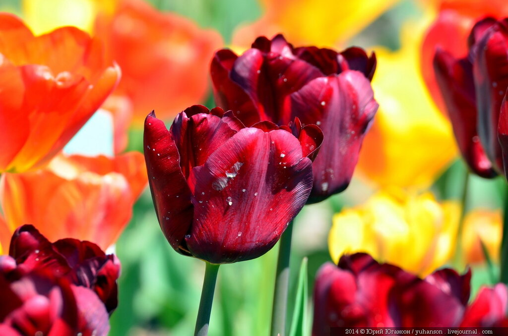 Тюльпаны Никитского сада. Фотоопределитель DSC_9974.JPG