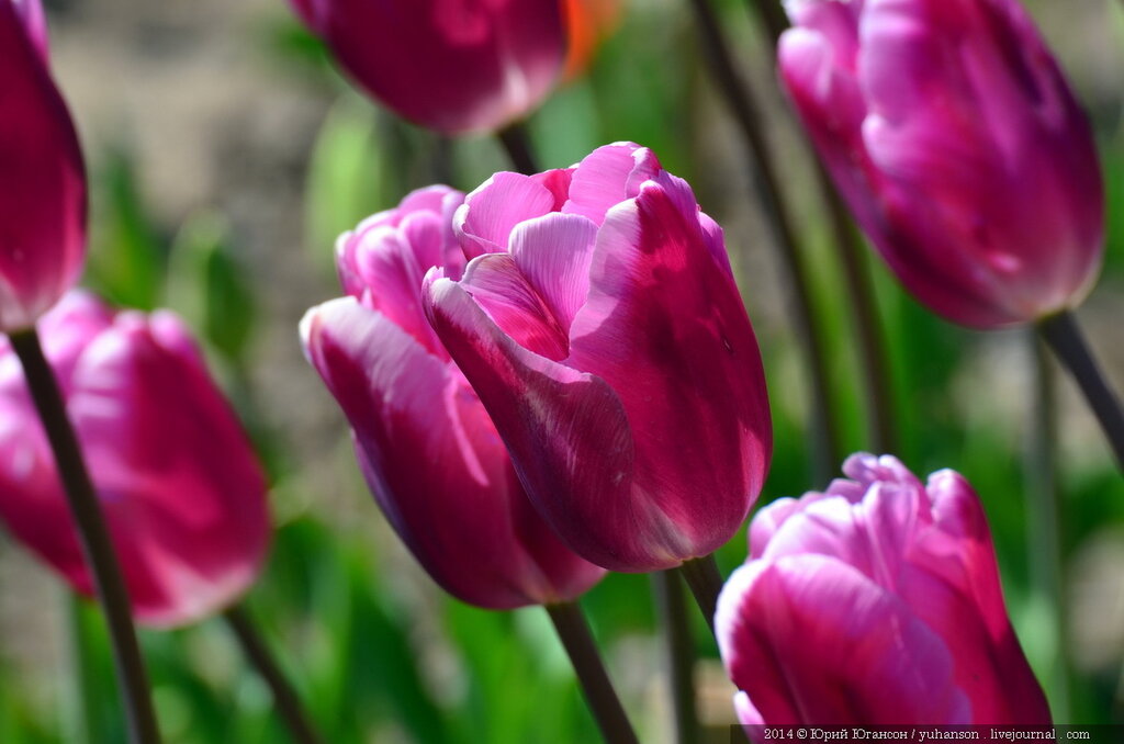 Тюльпаны Никитского сада. Фотоопределитель DSC_0415.JPG