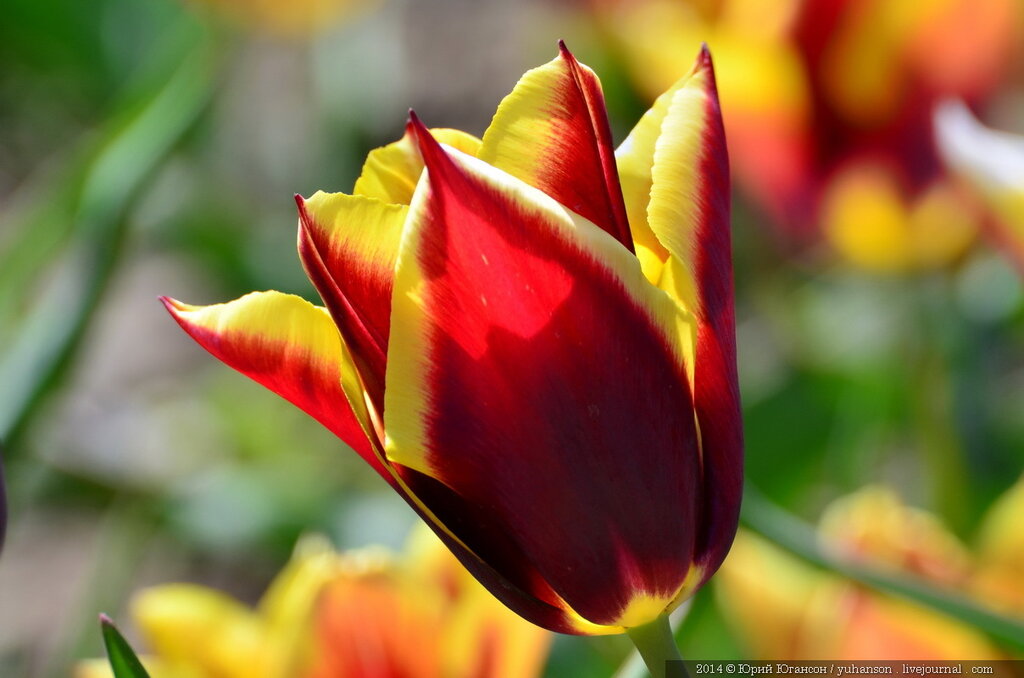 Тюльпаны Никитского сада. Фотоопределитель DSC_9976.JPG