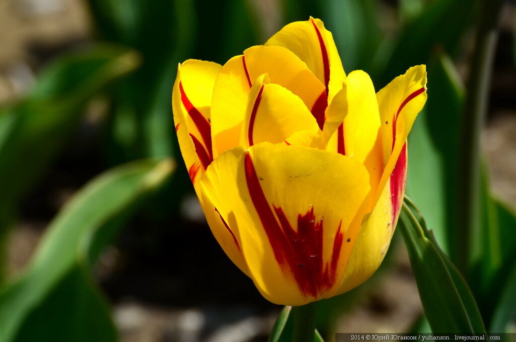 Тюльпаны Никитского сада. Фотоопределитель DSC_0072.JPG