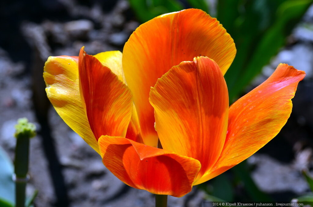 Тюльпаны Никитского сада. Фотоопределитель DSC_0221.JPG