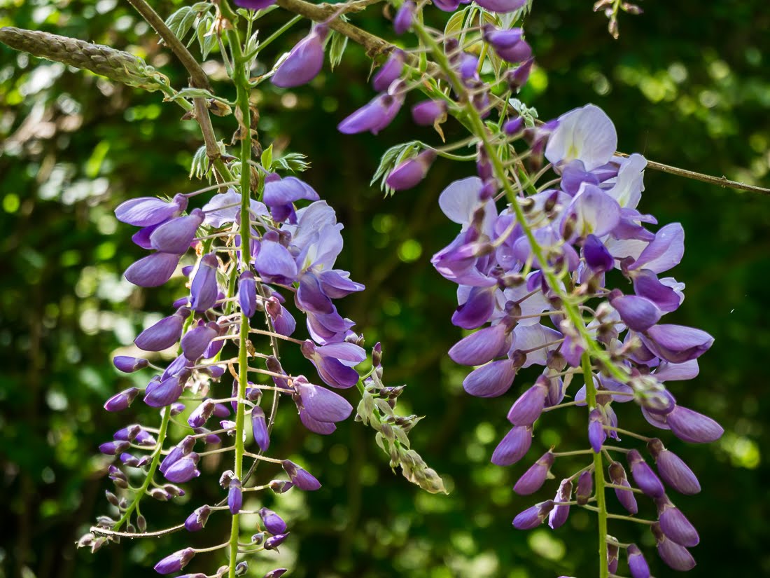 Ученые не выпускают вакцину от коронавируса Ученые не выпускают вакцину от коронавируса