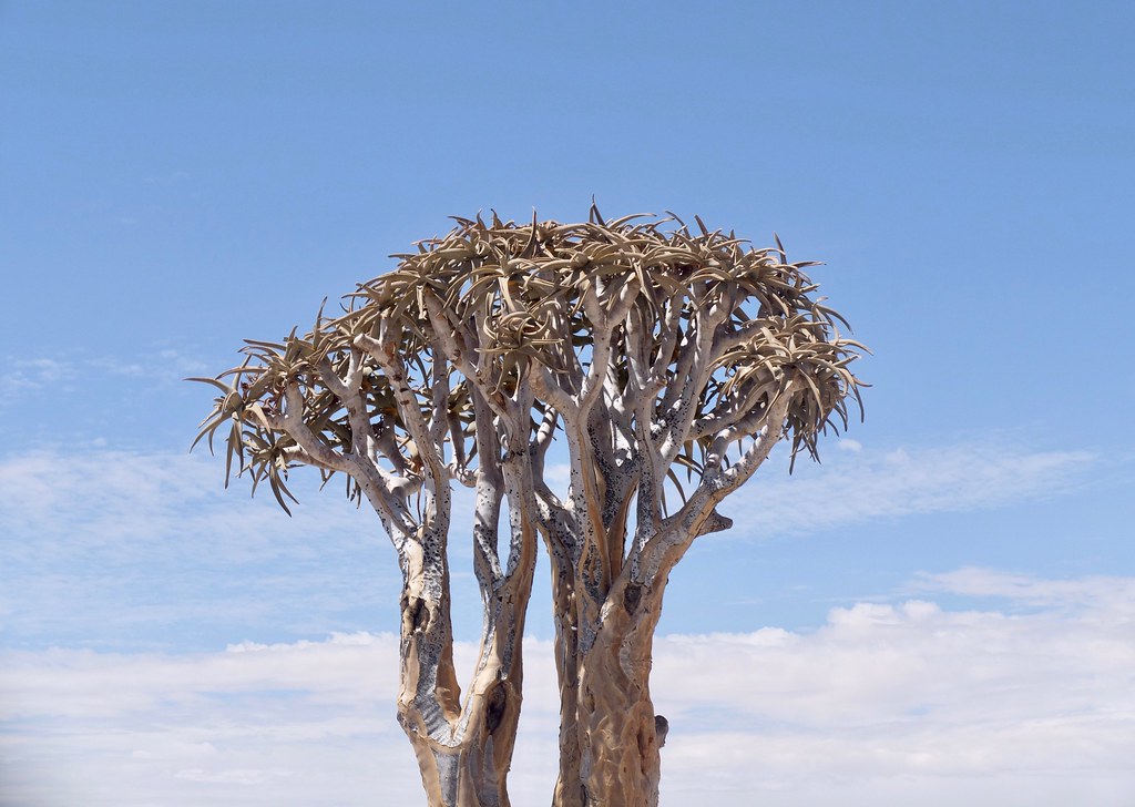 Удивительная Намибия. Каменные драконы и странные деревья. DSCF2581