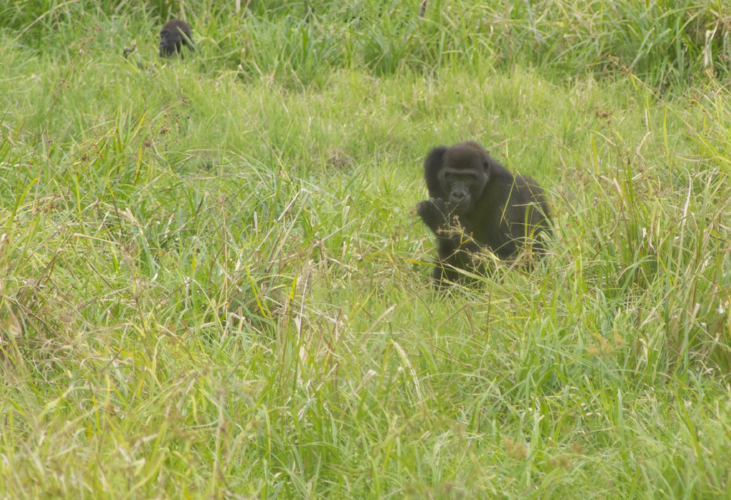 В Африке гориллы.... 