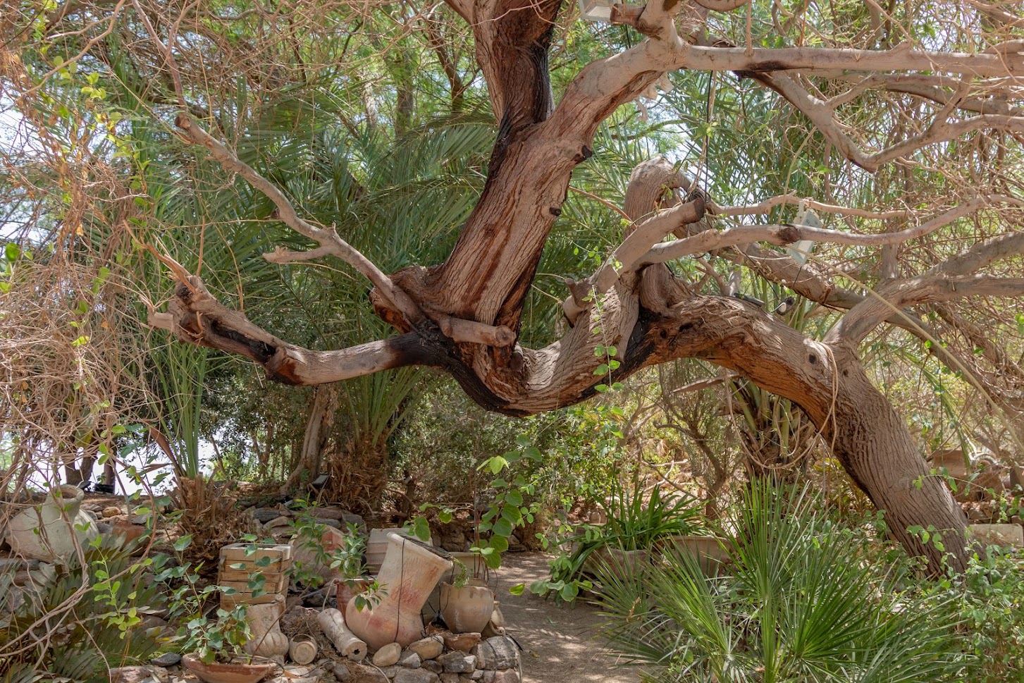 В Эйлатском ботаническом саду  В Эйлатском ботаническом саду