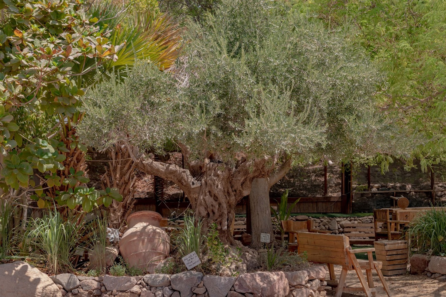 В Эйлатском ботаническом саду  В Эйлатском ботаническом саду