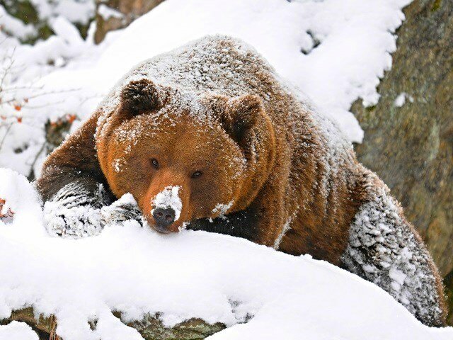 В марте, в берлогах просыпаются медведи и начинают сажать подснежники :) С 8 Марта ))) kartinkijane.ru-47842.jpg