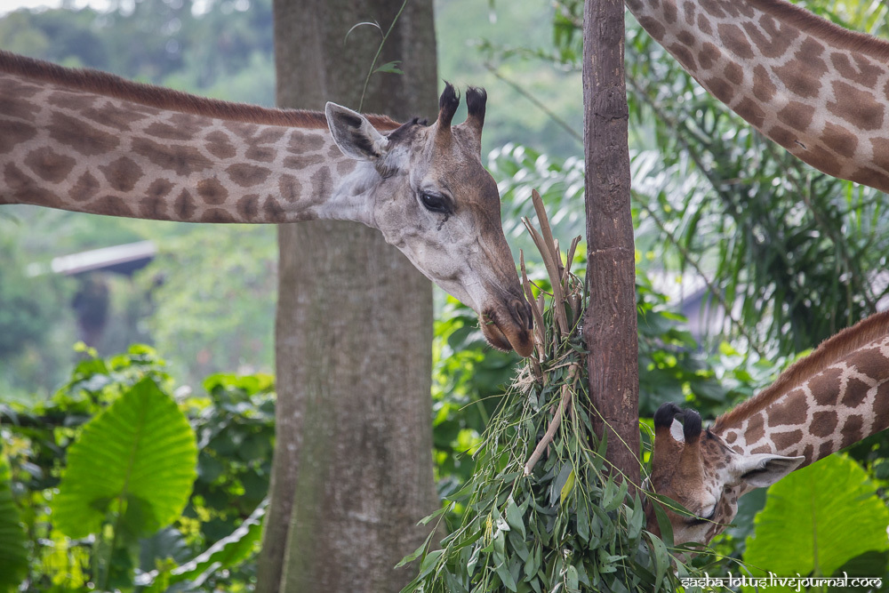 В мире животных. Зоопарк Сингапура 