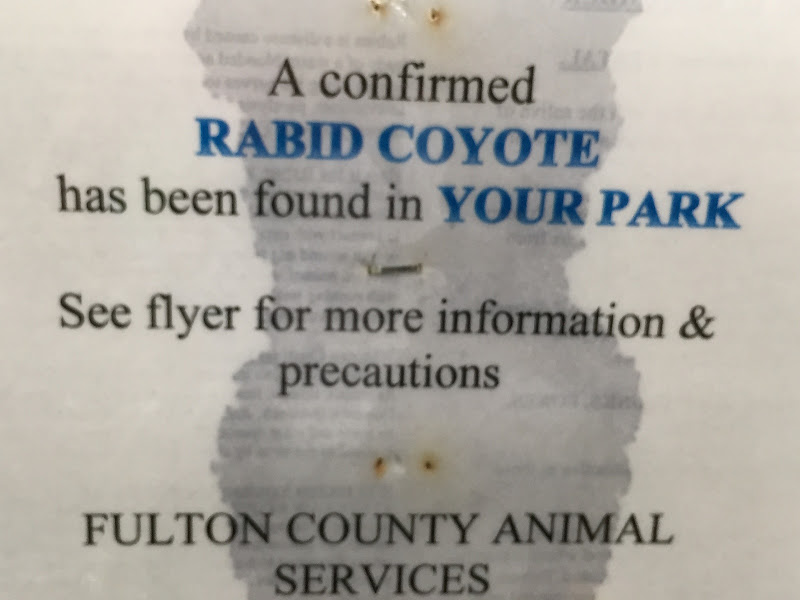 В нашем лесопарке поймали бешеного койота. 