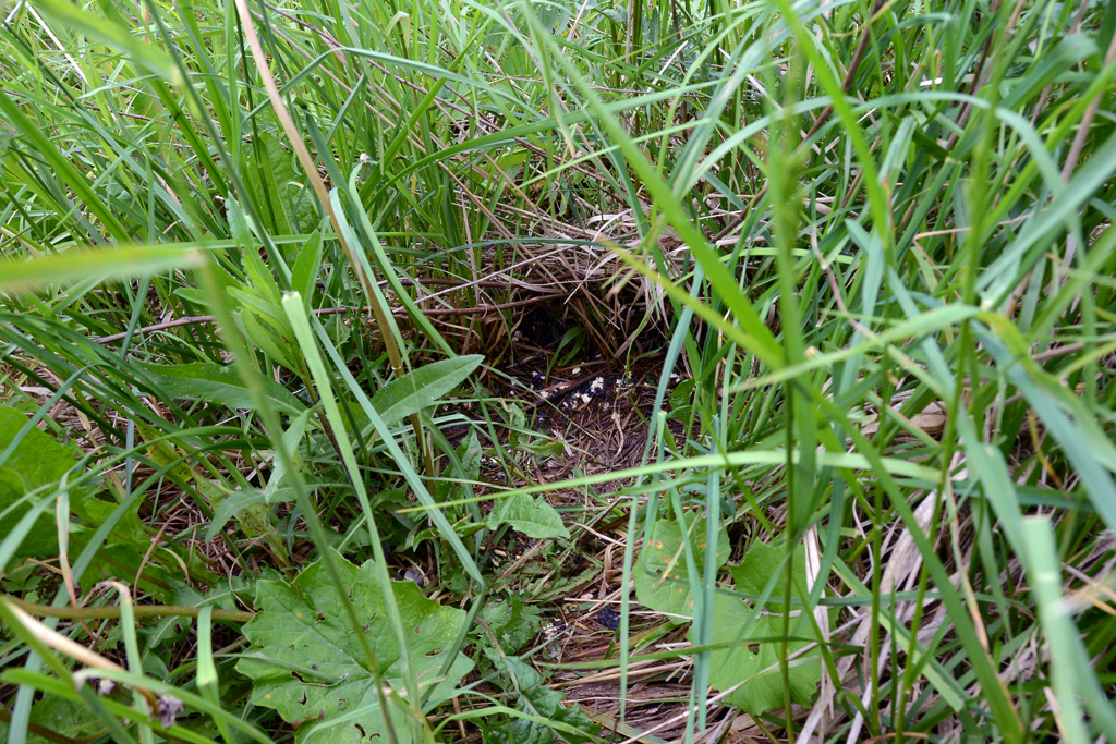 В поисках гнезда болотной совы 