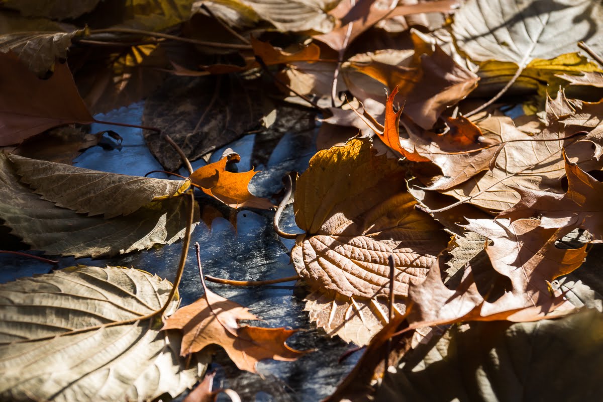 В саду В саду
