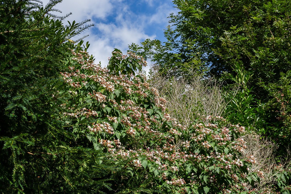 В саду В саду