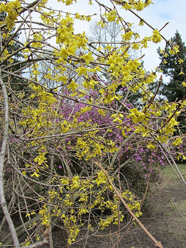 Весна в Ботаническом саду. IMG_3263.JPG