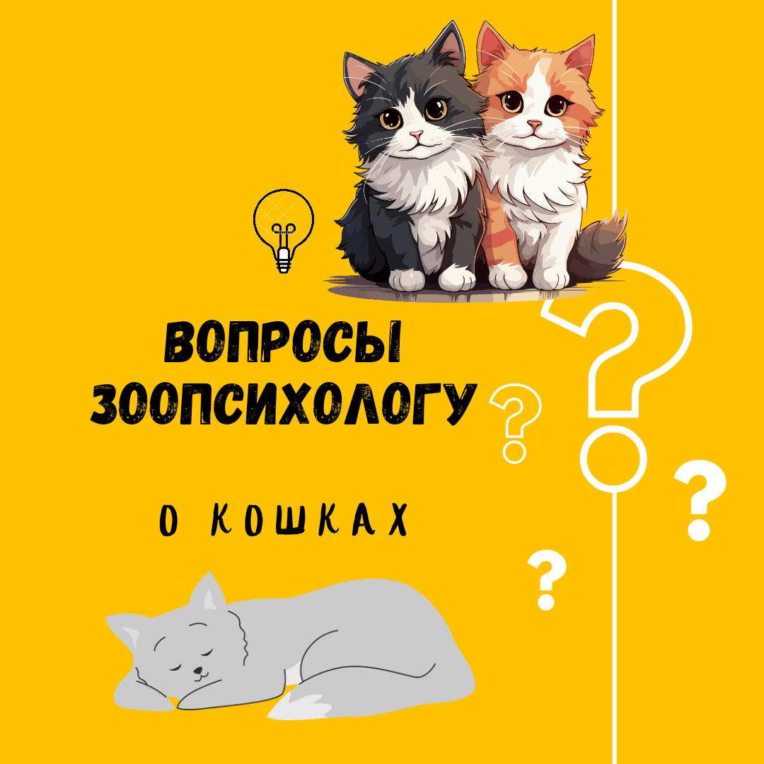 Вопросы зоопсихологу о кошках! 
