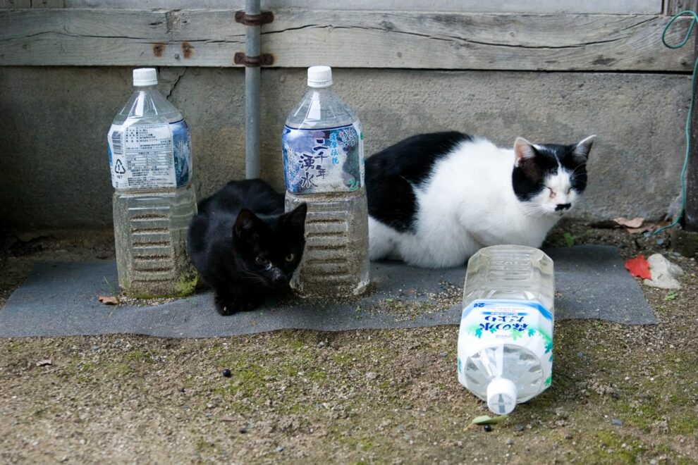 Зачем японцы выставляют вдоль заборов и столбов бутылки с водой 