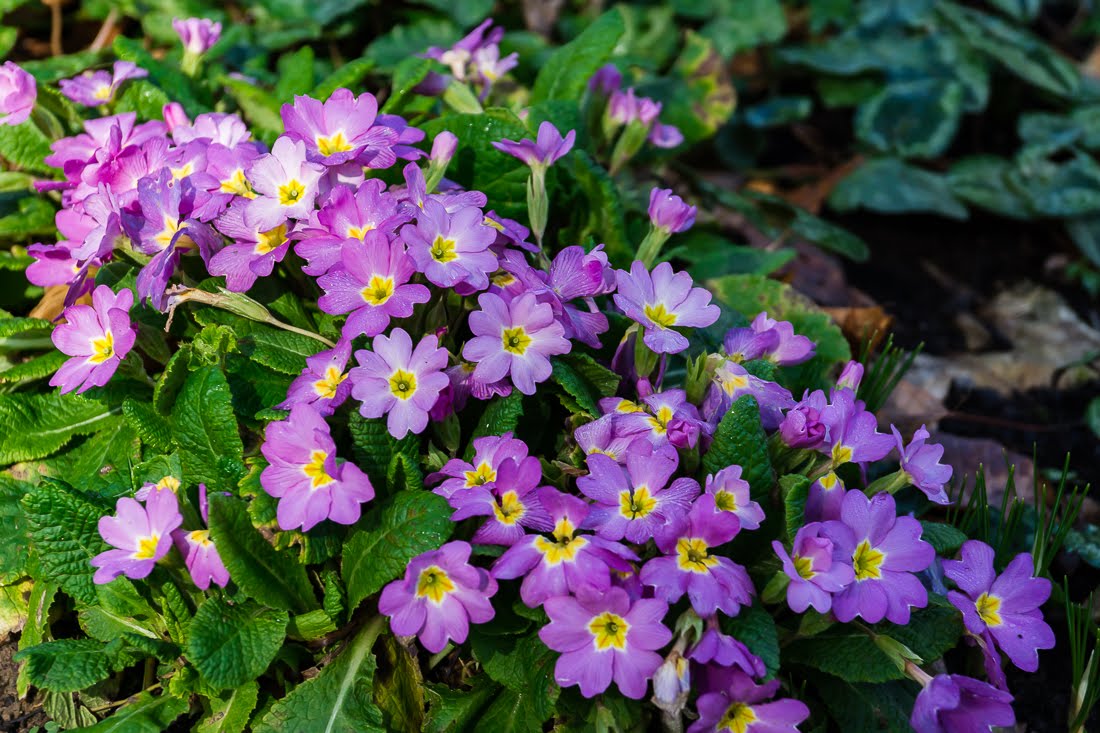 Зеленая зима Зеленая зима