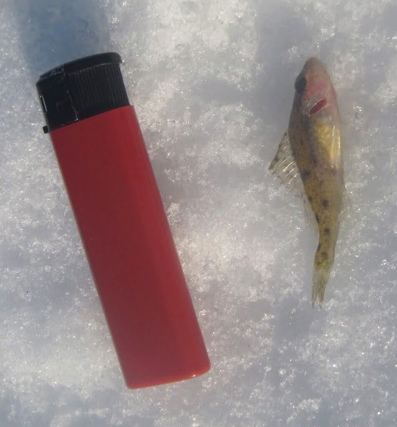 Зимняя рыбалка - то густо, то пусто! Зимняя рыбалка - то густо, то пусто!