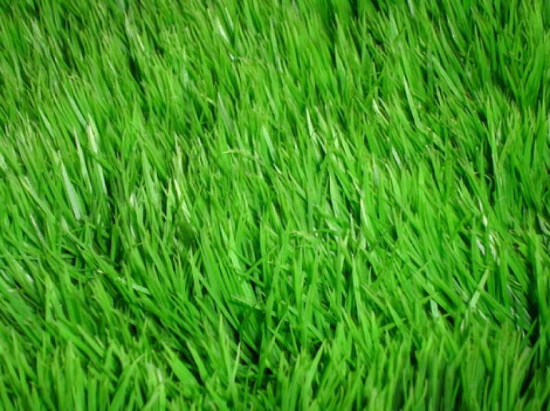Мягкий, зеленый газон — это украшение любой территории, радующее глаз окружающих