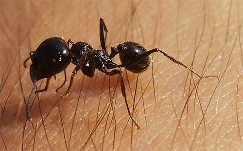 Как избавиться от муравьев своими силами