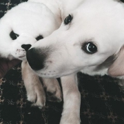 рейтинг блогов