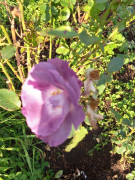 рейтинг блогов