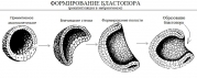 рейтинг блогов