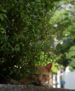 рейтинг блогов