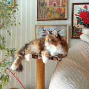 рейтинг блогов