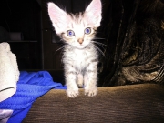 рейтинг блогов